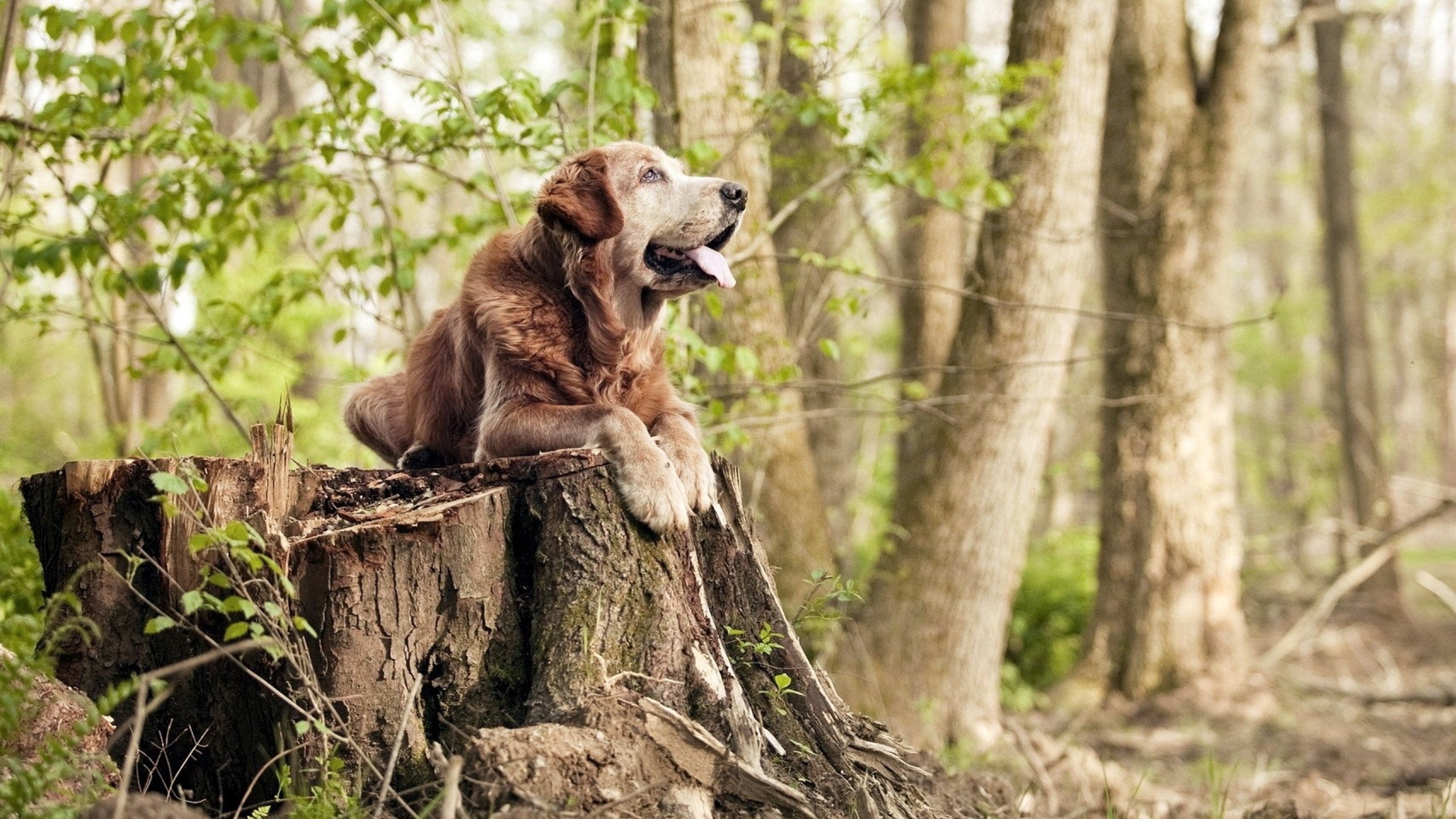_退役传奇费纳会师四强，迎来巅峰对决_，费纳战绩