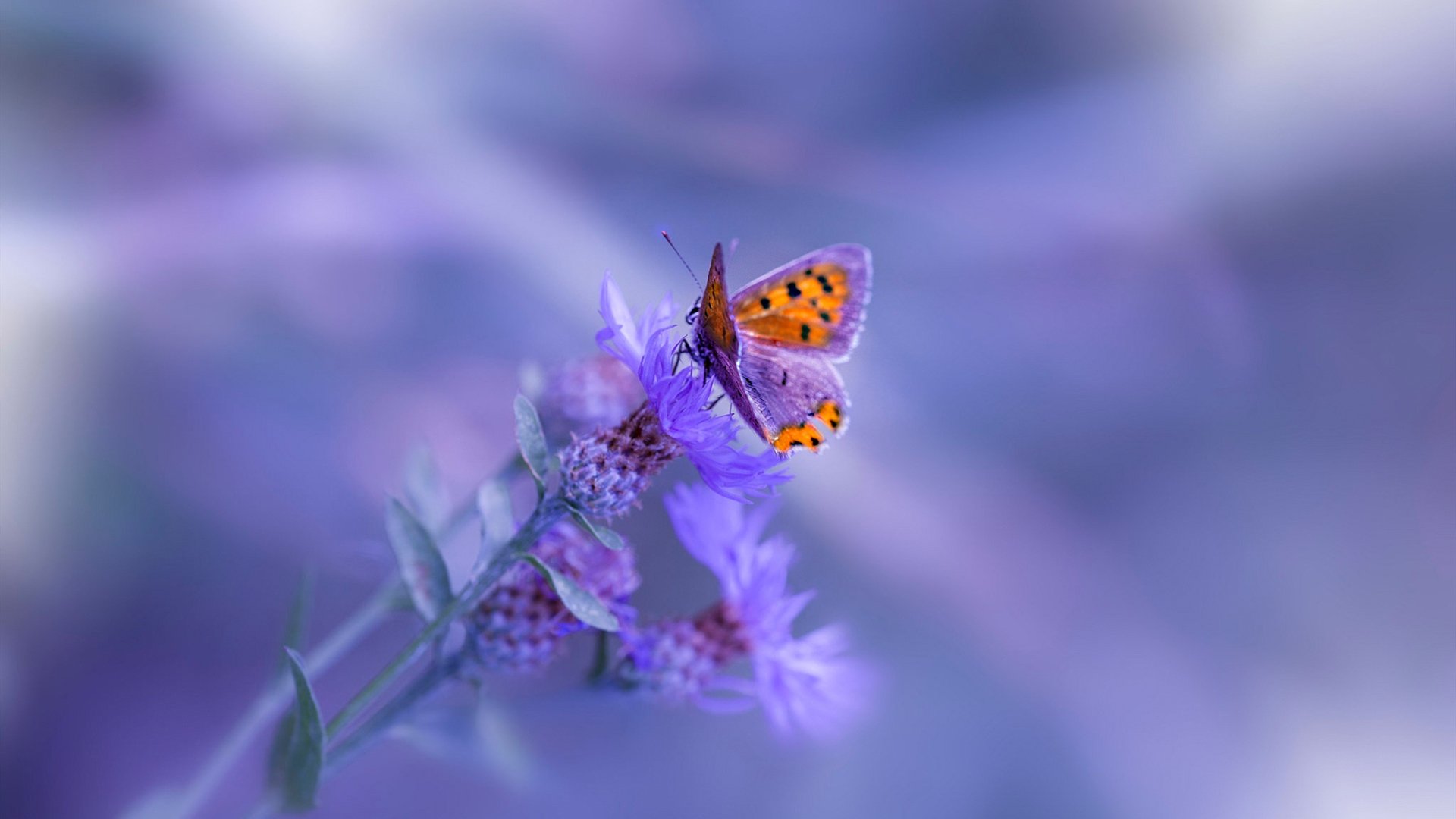 中国足球产业“十四五”规划引领行业步入高质量发展新阶段，中国足球产业发展现状