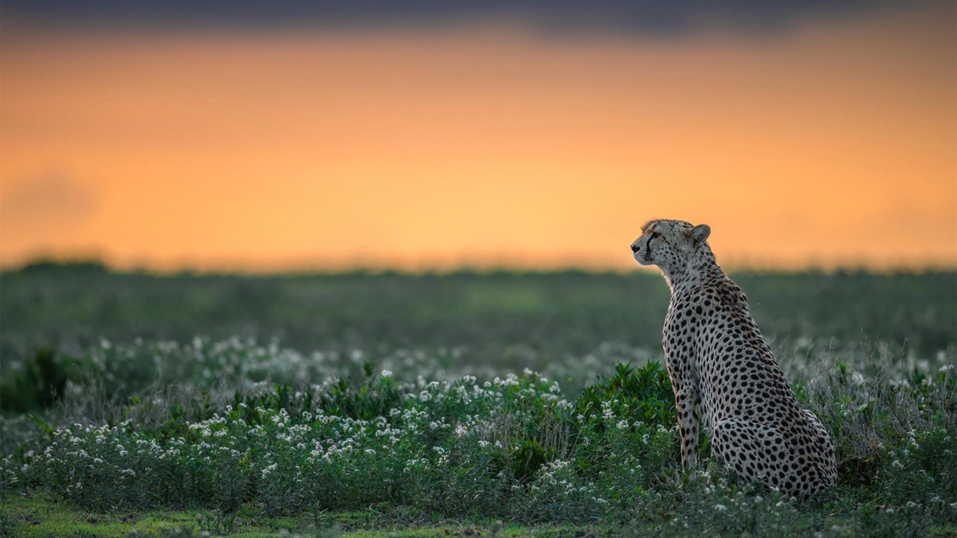数字化控球训练系统在青训中的应用效果显著，数字化控球训练系统在青训中的应用效果显著吗