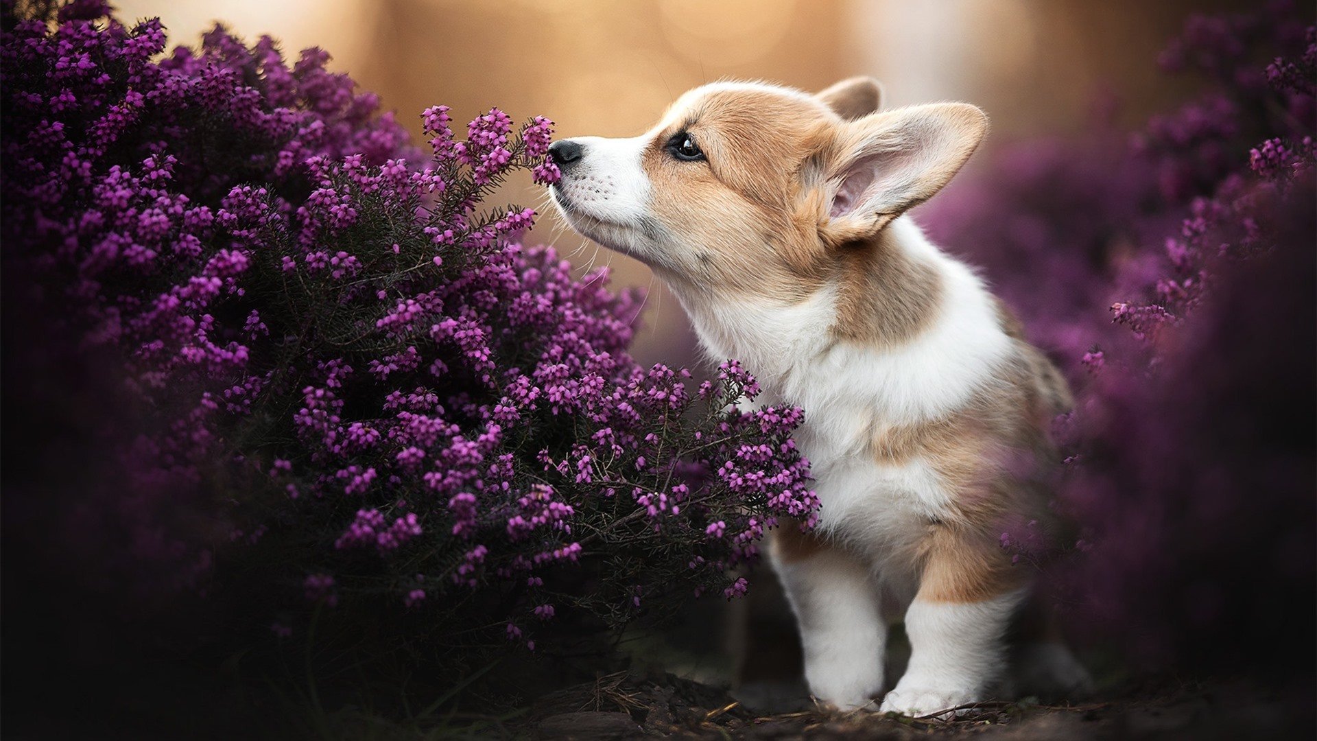 全北现代与蔚山现代再上演“现代德比”