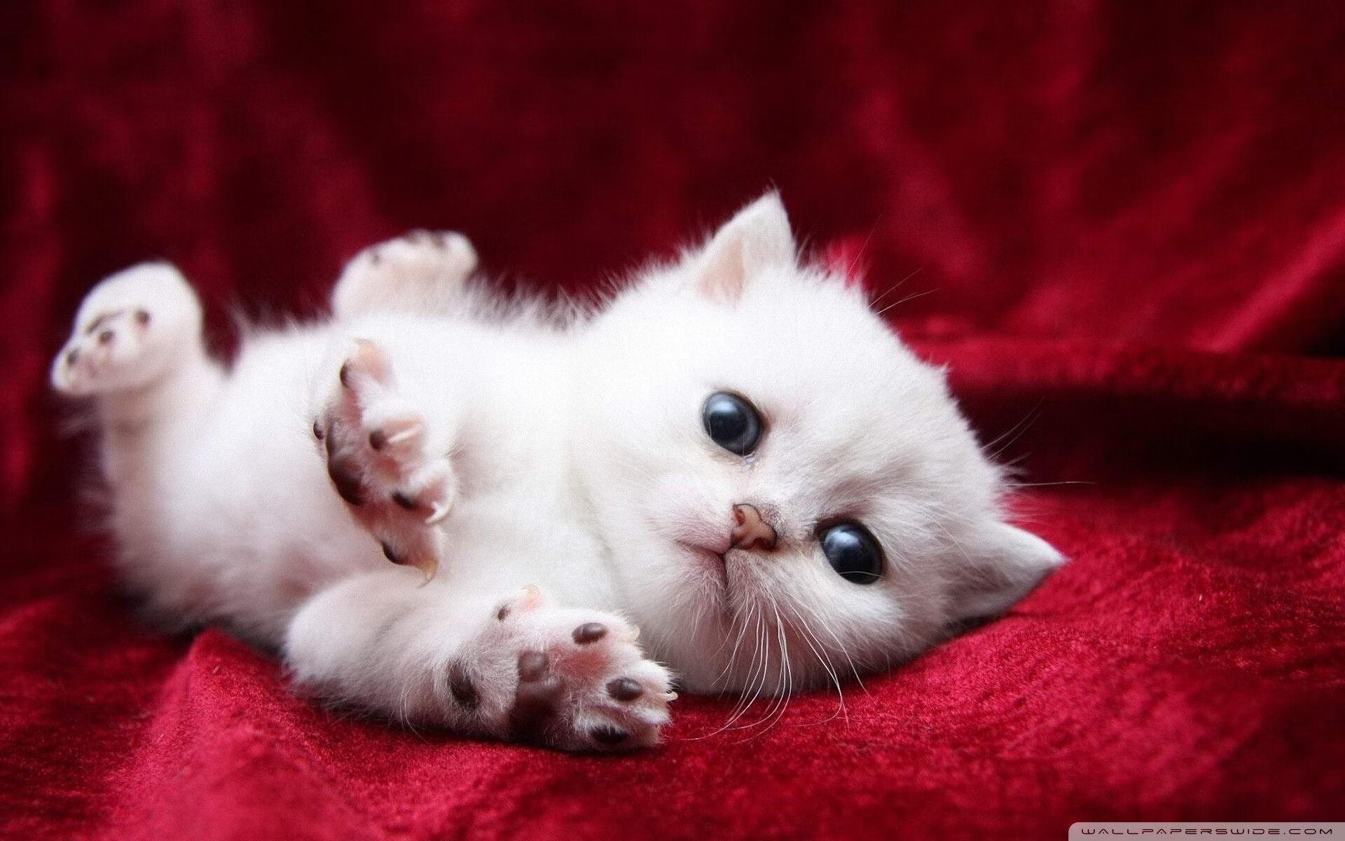 墨西哥队争夺中北美区出线席位激烈，墨西哥联赛强队