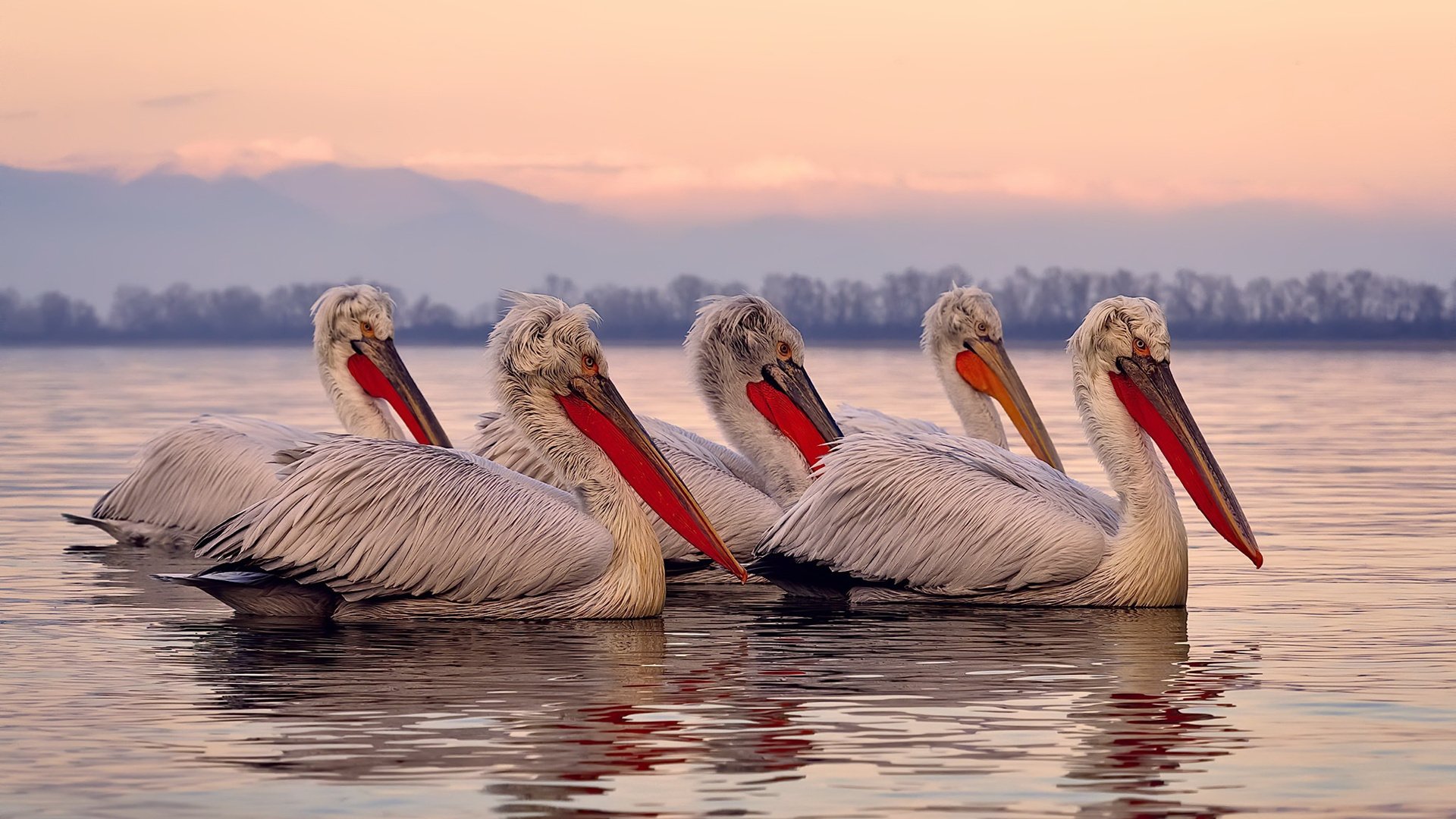 射手关键进球助力球队取胜，射手主力