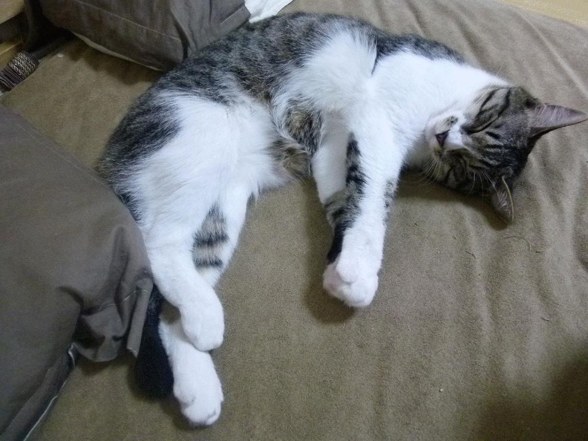 布莱顿阵型变化灵活，海鸥军团保持高位竞争，布莱顿海滩