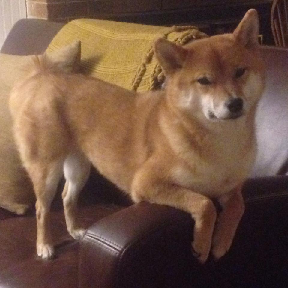 球队阵容再添强援，冲击总冠军霸权，球队sg