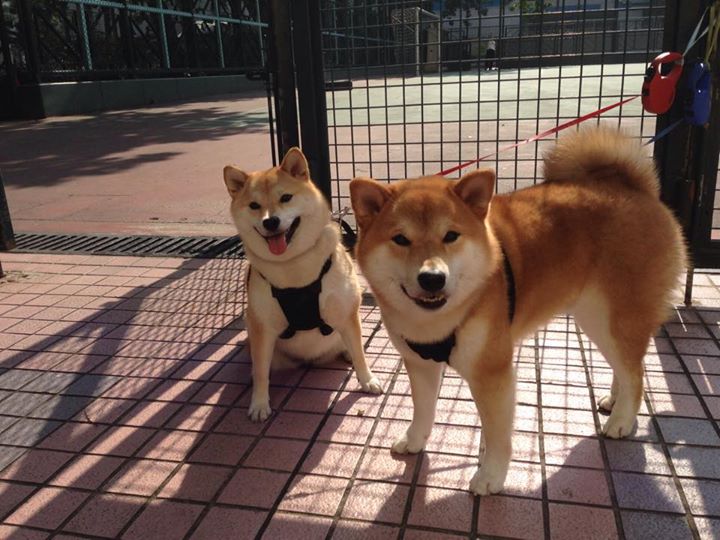 球队阵容平均年龄是否影响联赛观赏性，查询球员平均年龄小于28的球队名称