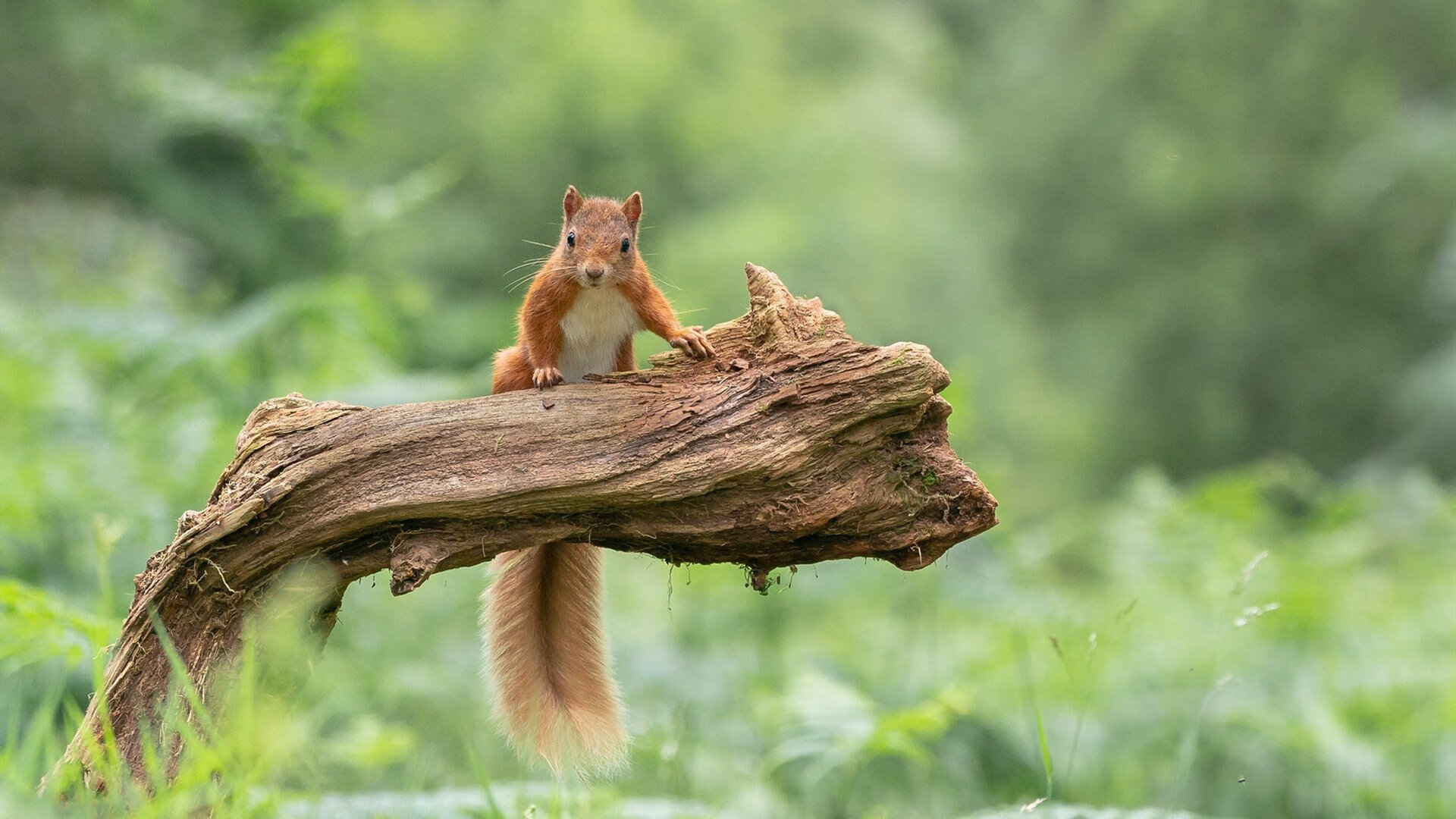 莱比锡红牛主帅表示团队需要加强进攻，争取更多进球，莱比锡红牛足球队最新新闻
