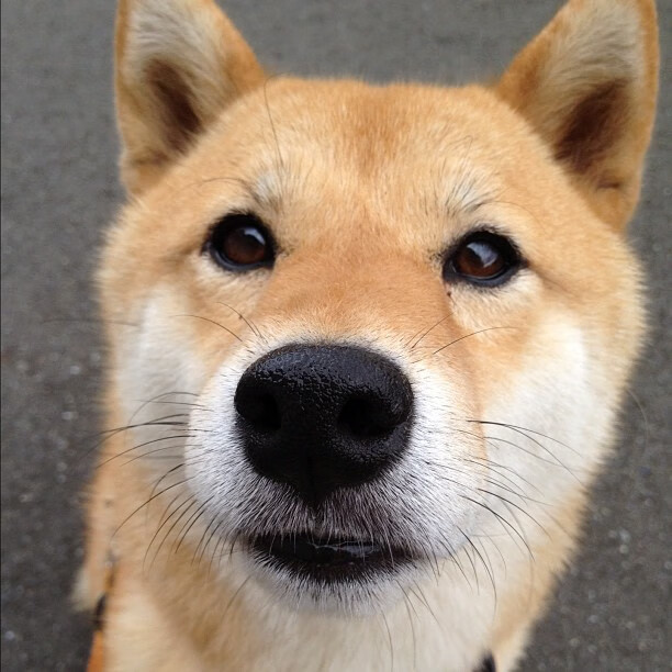 中国篮球教练员职业发展规划及培训体系优化，中国篮球教练员职业发展规划及培训体系优化研究