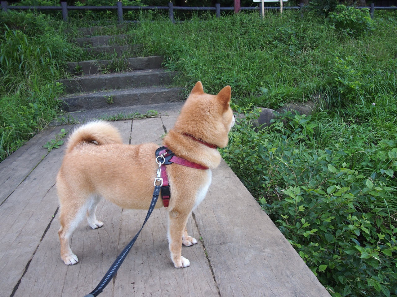 “拳台激战，四川省体育馆见证新拳王诞生！”