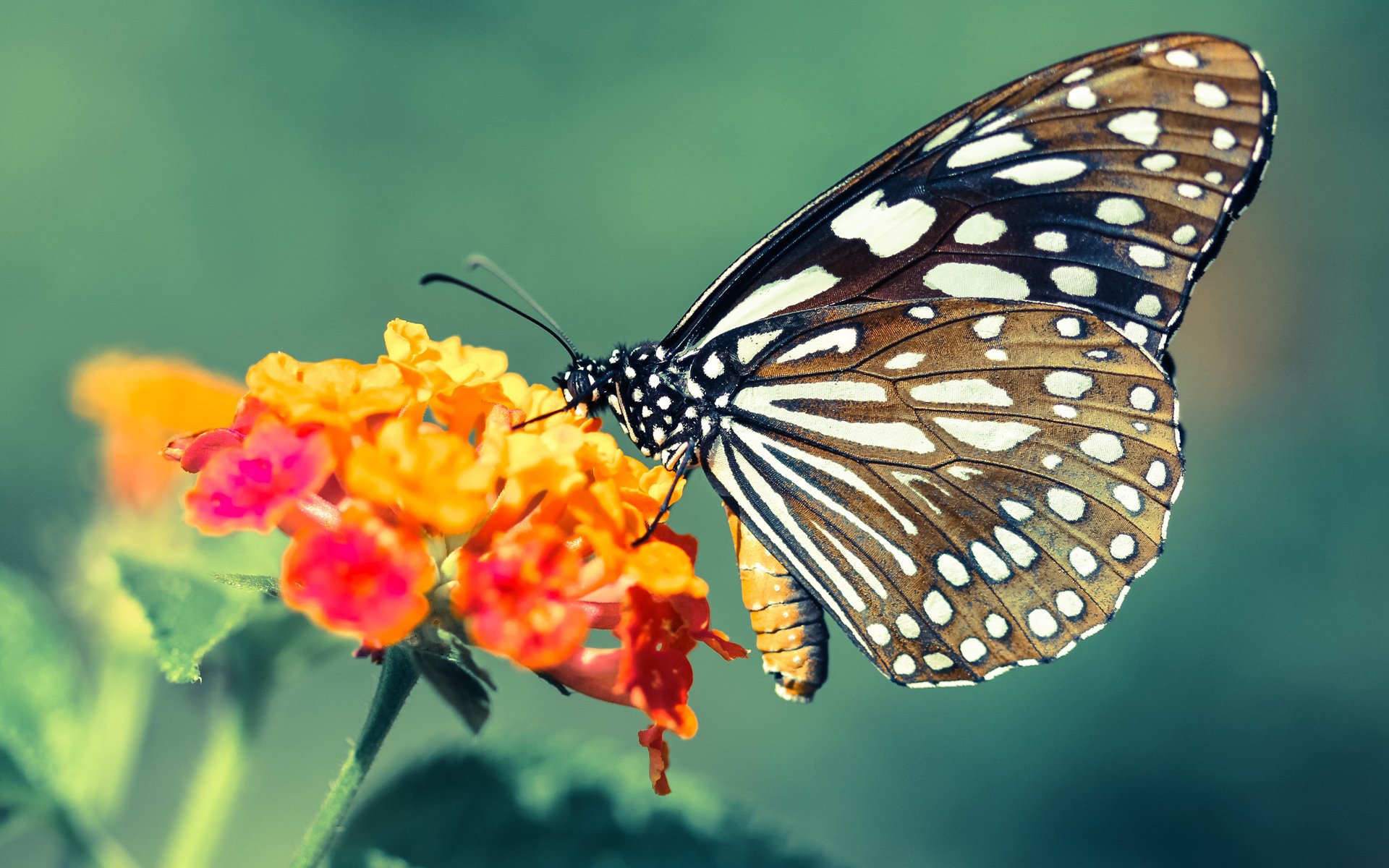 亚洲杯中国女足战平 球员精神令人感动，中国女足平局