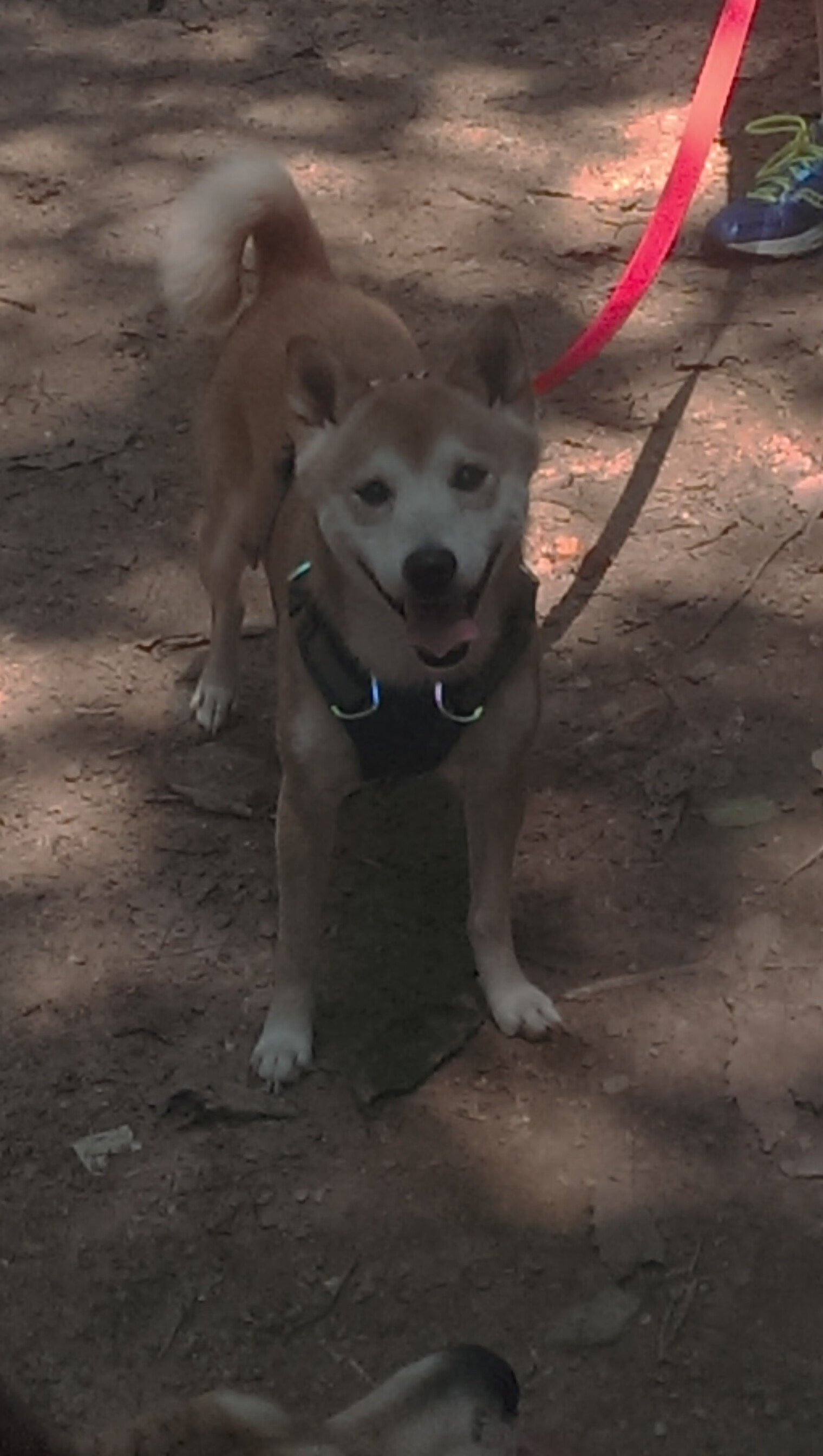 奥预赛中国队惨败 球迷呼吁改革防守体系，奥预赛赛程