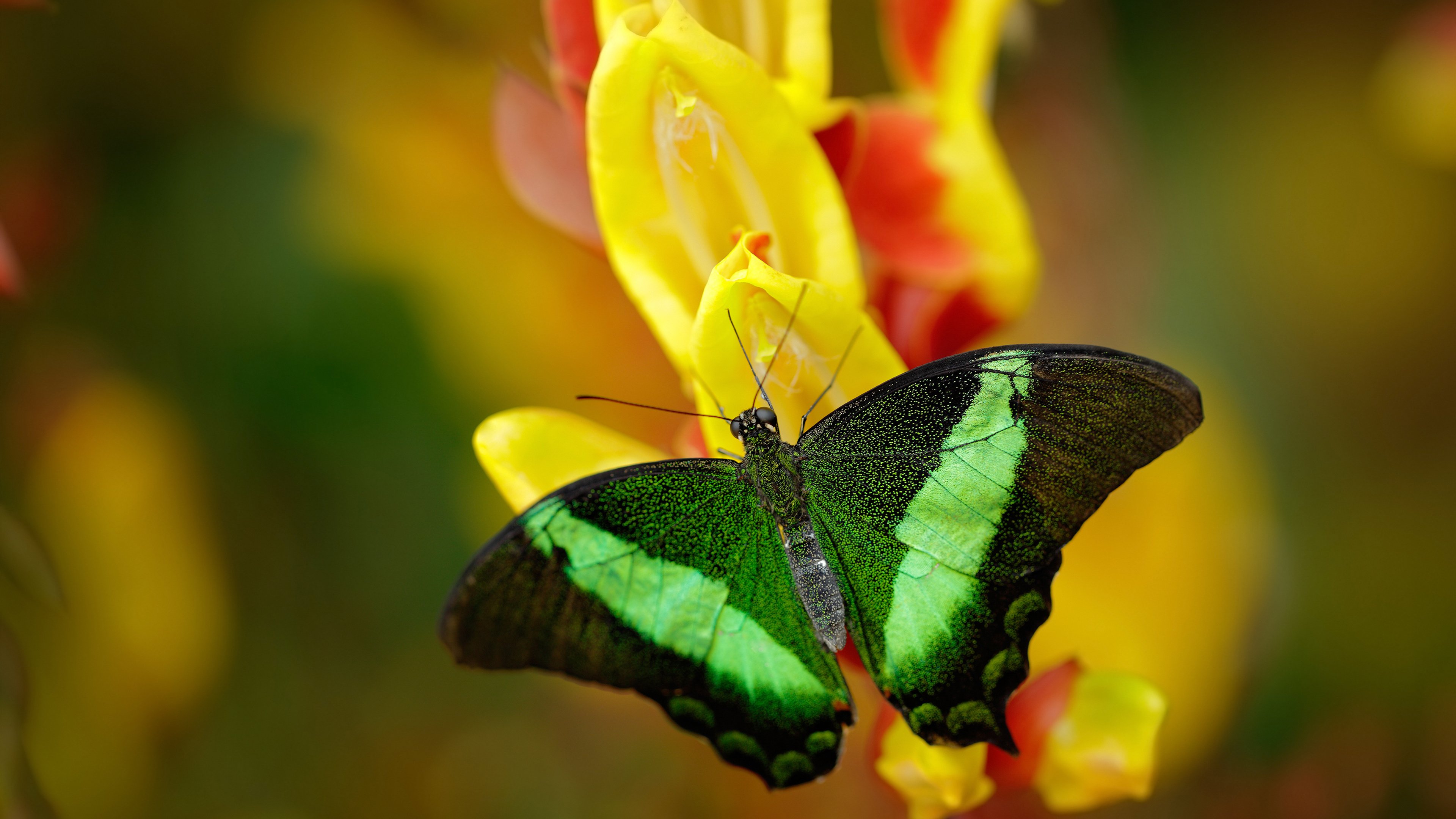 纽卡斯尔替补球员登场带来关键改变，纽卡斯尔联队球星