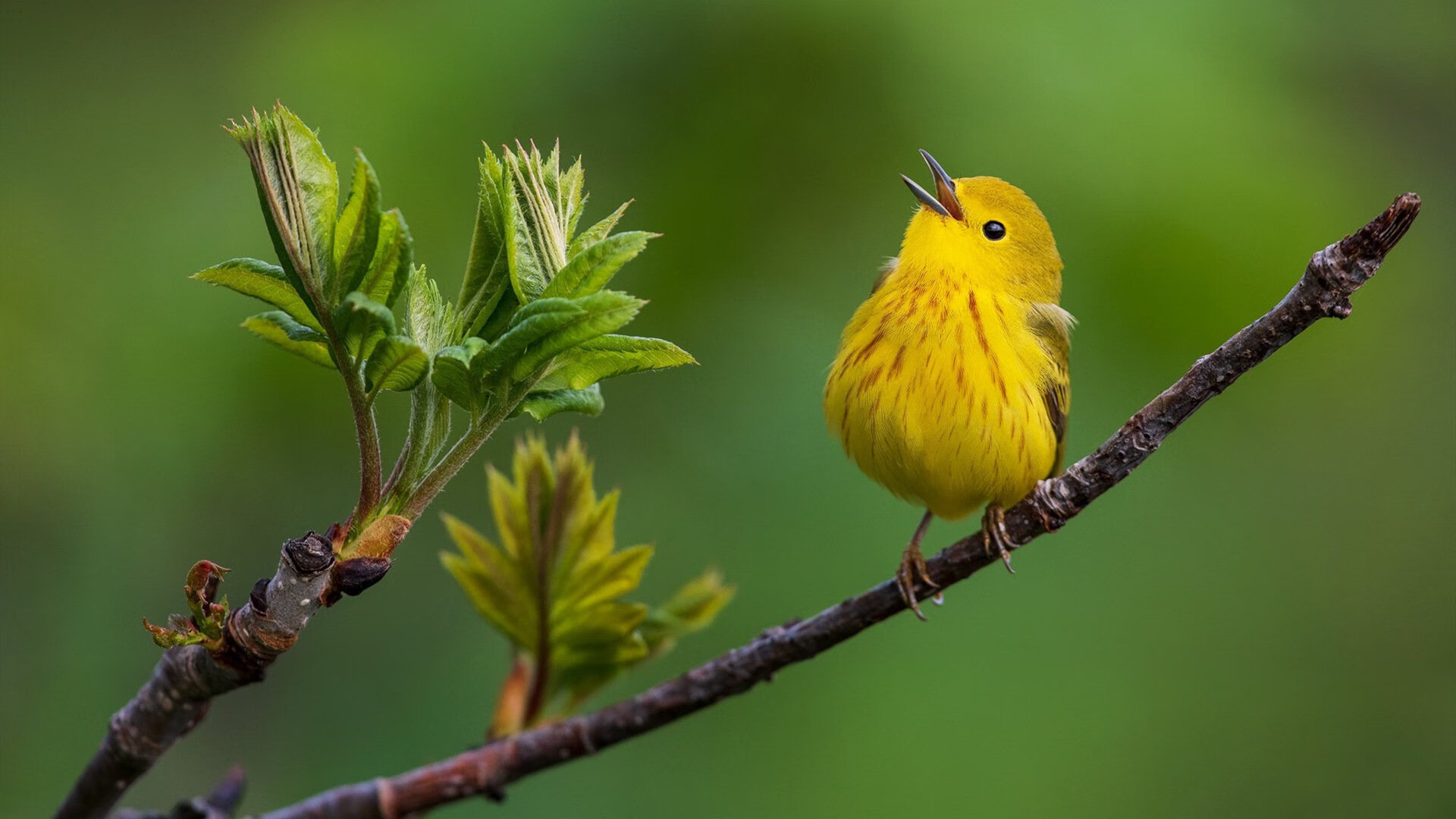 边锋突破次数减少是否代表整体战术收缩，边锋教学