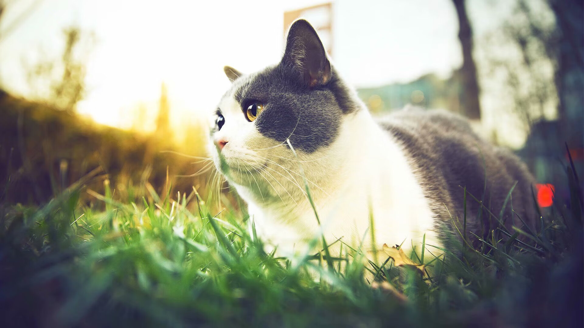 南半球强队对决，橄榄球冠军锦标赛燃情开战，橄榄球南非