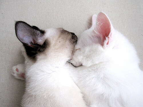 普费夫决赛冲刺阶段爆发力惊艳全场,普菲洛夫28勇士