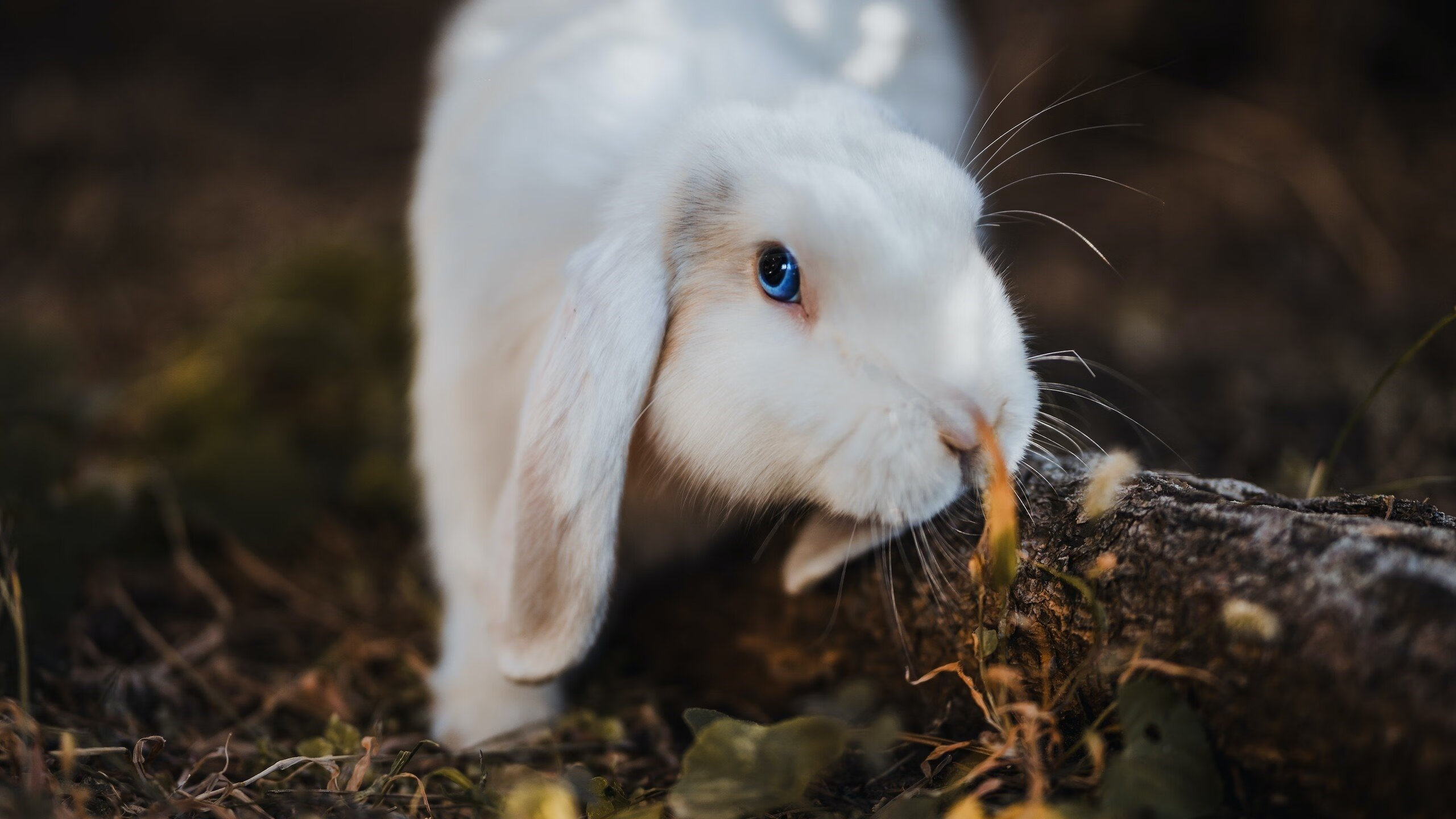 蝶泳波兰新星快速崛起，蝶泳波浪